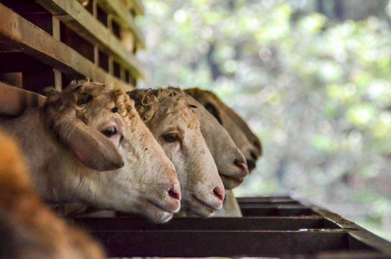 牛・豚・鶏の飼養管理支援